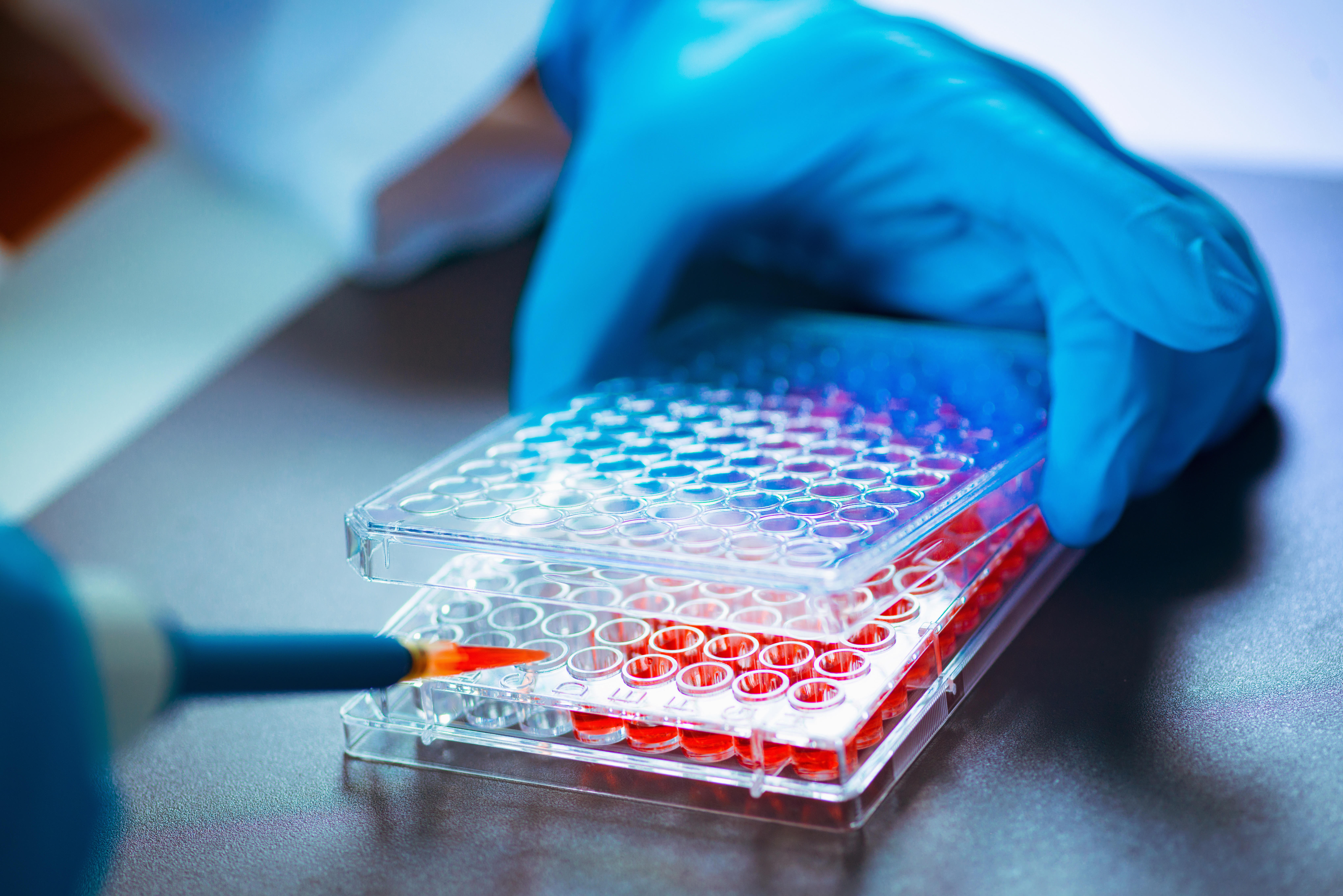 Cell cultures under microscope